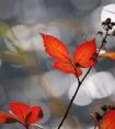 嚴歌苓 芳華(嚴歌苓 芳華 愛情)