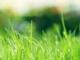 了不起的蓋茨比(了不起的蓋茨比電影免費(fèi)觀看)