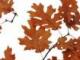今年重陽(yáng)節(jié)(今年重陽(yáng)節(jié)是第幾個(gè)老人節(jié))