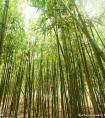 今日肖狗準運勢及運程(今天生肖狗的運勢)