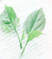 吃榴蓮的7大禁忌(吃榴蓮的7大禁忌不是每個人都適合吃榴蓮)