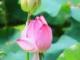 萬(wàn)綠叢中紅一點(diǎn)紅是什么生肖(萬(wàn)綠草叢一點(diǎn)紅指什么生肖)