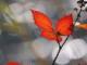 嚴(yán)歌苓 芳華(嚴(yán)歌苓 芳華 愛情)